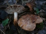 Tricholoma fracticum image