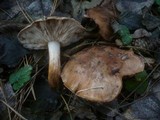 Tricholoma fracticum image