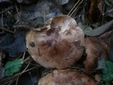 Tricholoma fracticum image