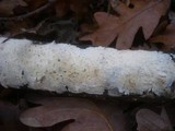 Radulomyces confluens image