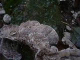 Cerrena unicolor image