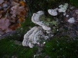Cerrena unicolor image