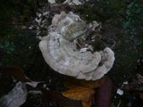 Cerrena unicolor image