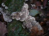 Cerrena unicolor image