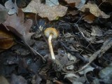 Lepiota castanea image