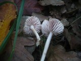 Mycena rosea image