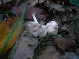 Mycena rosea image