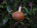 Cuphophyllus pratensis image
