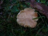 Cuphophyllus pratensis image