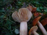 Cuphophyllus pratensis image