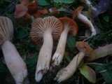 Cuphophyllus pratensis image