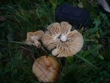 Cuphophyllus pratensis image