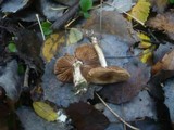 Hebeloma populinum image