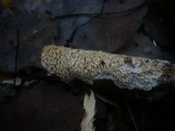 Basidioradulum radula image