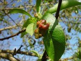 Taphrina deformans image