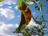 Taphrina deformans image