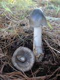 Amanita pachycolea image