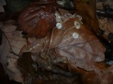 Mycena vitilis image