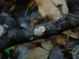 Peniophora polygonia image