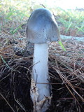 Amanita pachycolea image