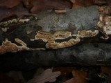 Steccherinum bourdotii image