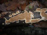 Steccherinum bourdotii image