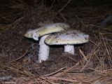 Amanita vernicoccora image