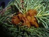 Gymnosporangium sabinae image