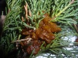 Gymnosporangium sabinae image