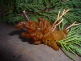Gymnosporangium sabinae image