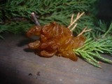 Gymnosporangium sabinae image