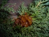 Gymnosporangium sabinae image