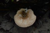 Lentinus tigrinus image