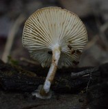 Lentinus tigrinus image