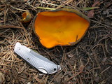 Caloscypha fulgens image