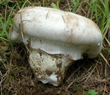 Catathelasma ventricosum image