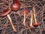 Cortinarius smithii image