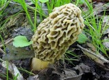 Morchella esculentoides image