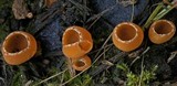 Geopyxis vulcanalis image