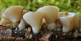 Cudoniella tenuispora image