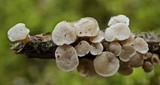 Cudoniella tenuispora image