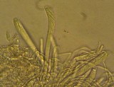 Cudoniella tenuispora image