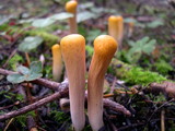 Clavariadelphus truncatus image
