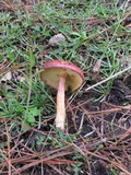 Gymnopilus purpuratus image