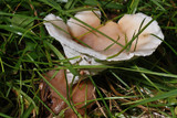 Abortiporus biennis image