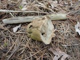Calvatia craniiformis image