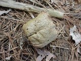 Calvatia craniiformis image
