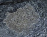 Arthonia phaeobaea image
