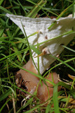 Abortiporus biennis image