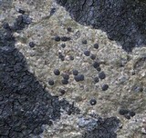 Arthonia phaeobaea image